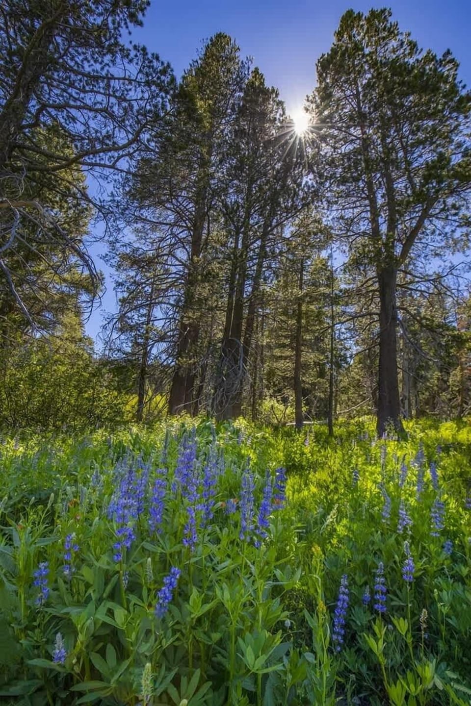 Wildflowers on the Tahoe Rim Trail