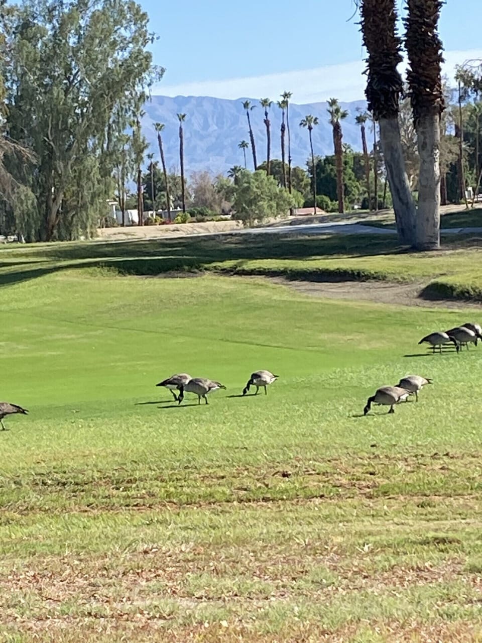 Geese on golf course seen from back patio