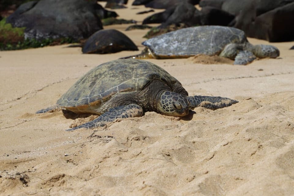 Serene moment w/ a sea turtle resting peacefully on the sand.