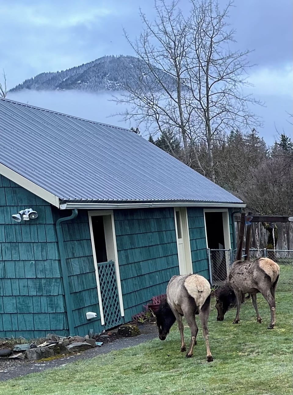 Sometimes the local elk come by for a morning snack.