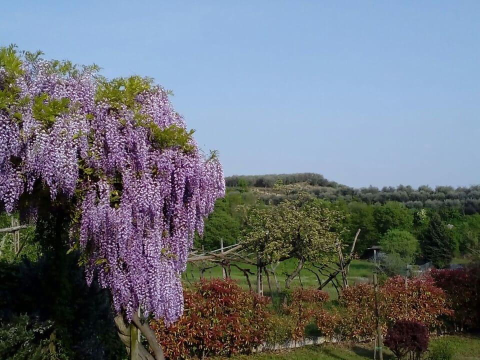 Garden [summer]