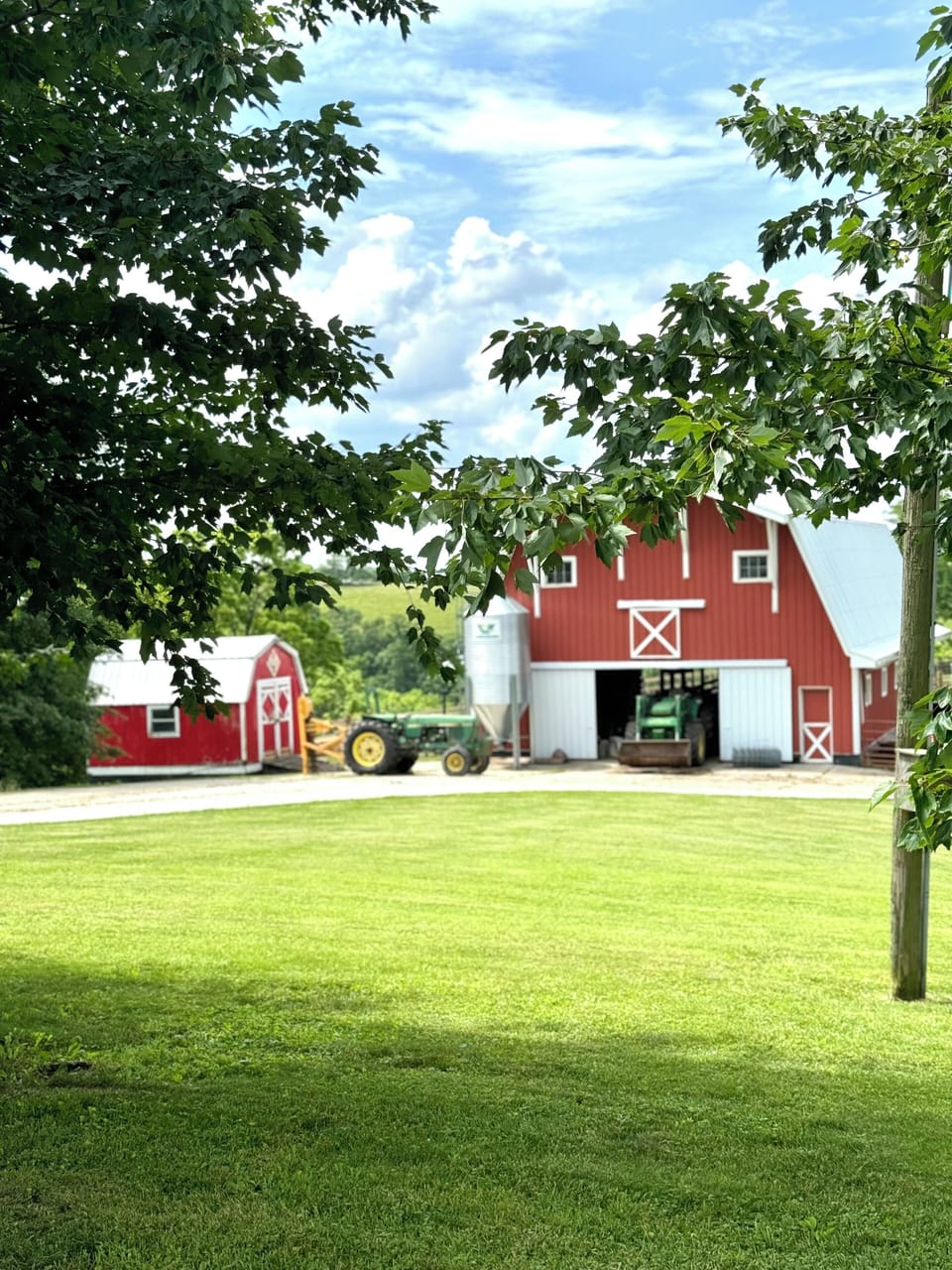 Working cattle farm