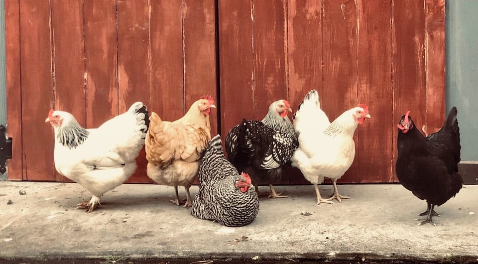 Happy Hens