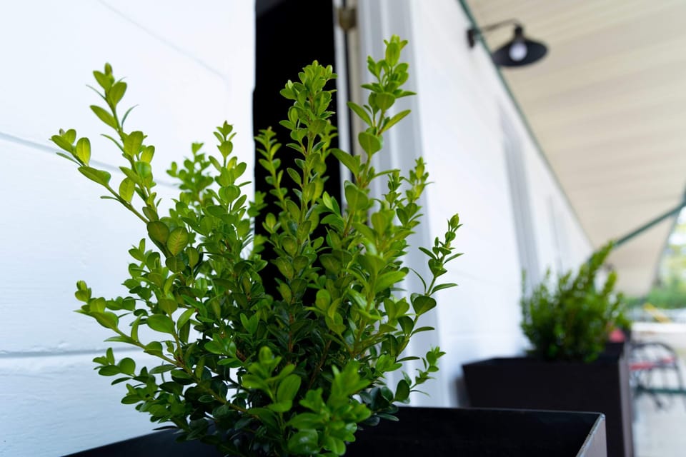 plant