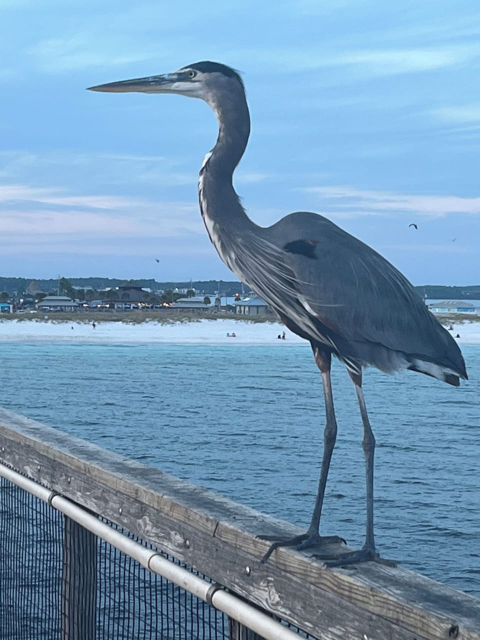 Take a short stroll over to the Navarre Pier and visit Fred!