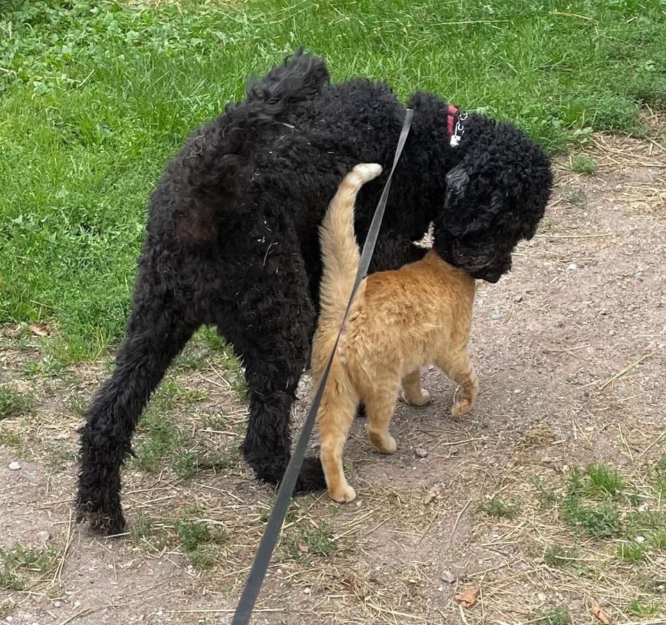 The Ranch is dog friendly!  Do not leave your dog at home!  All dogs must have a current proof of rabies.  