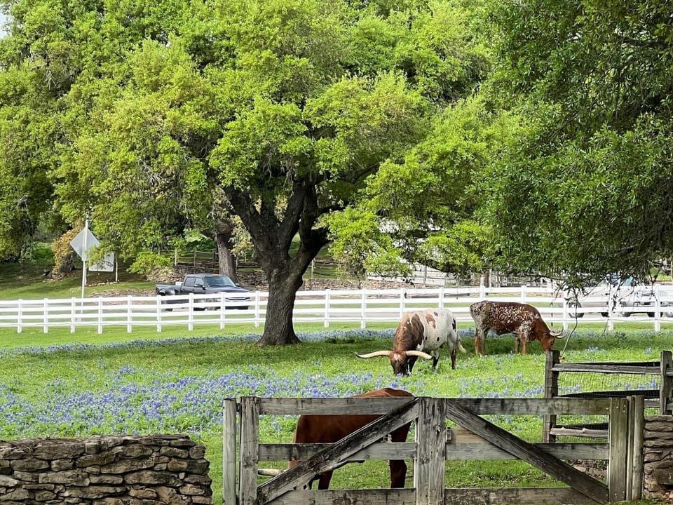 Our neighbors? Blue bonnets and longhorn.