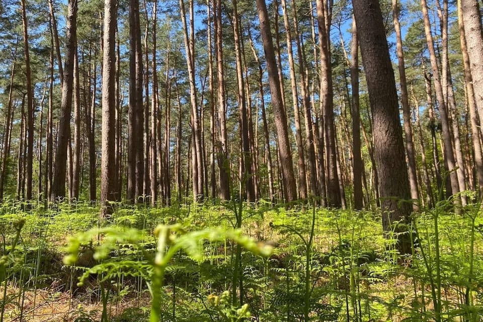 Surroundings [summer] (1-5 km)
