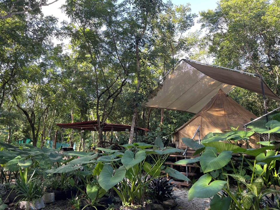 Luxury Tent, Garden View, Poolside | Garden view