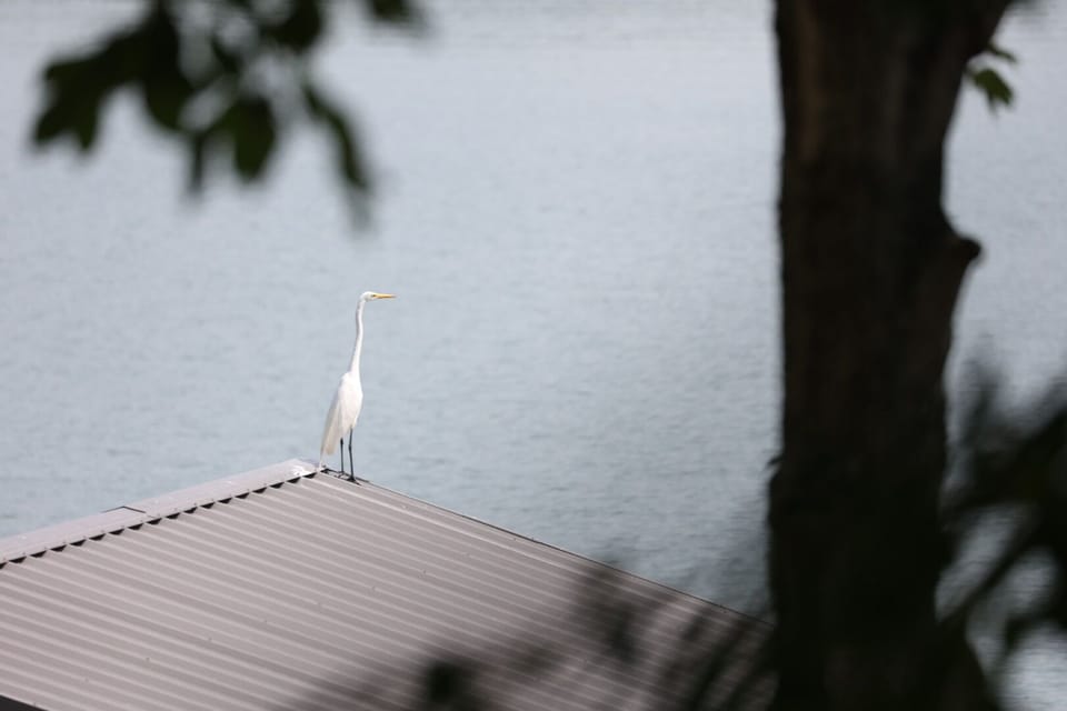 Our favorite egret visiting the dock.