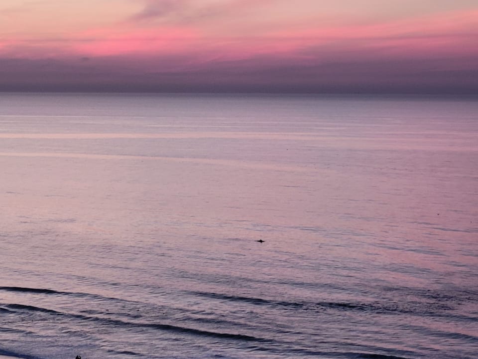 Dolphins at sunrise