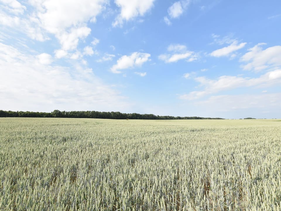 Region [summer] (>5 km)