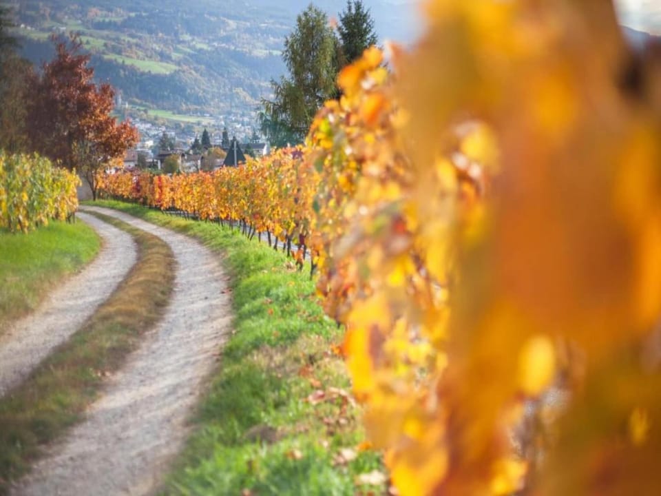 Region [summer] (>5 km)