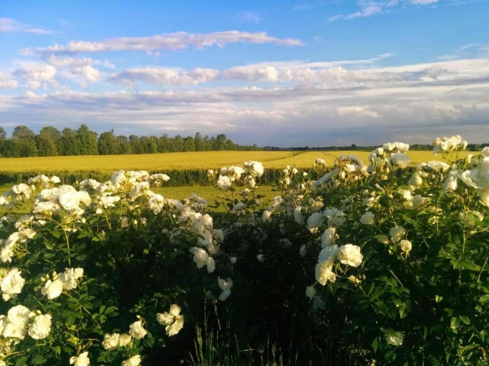 Surroundings [summer] (1-5 km)