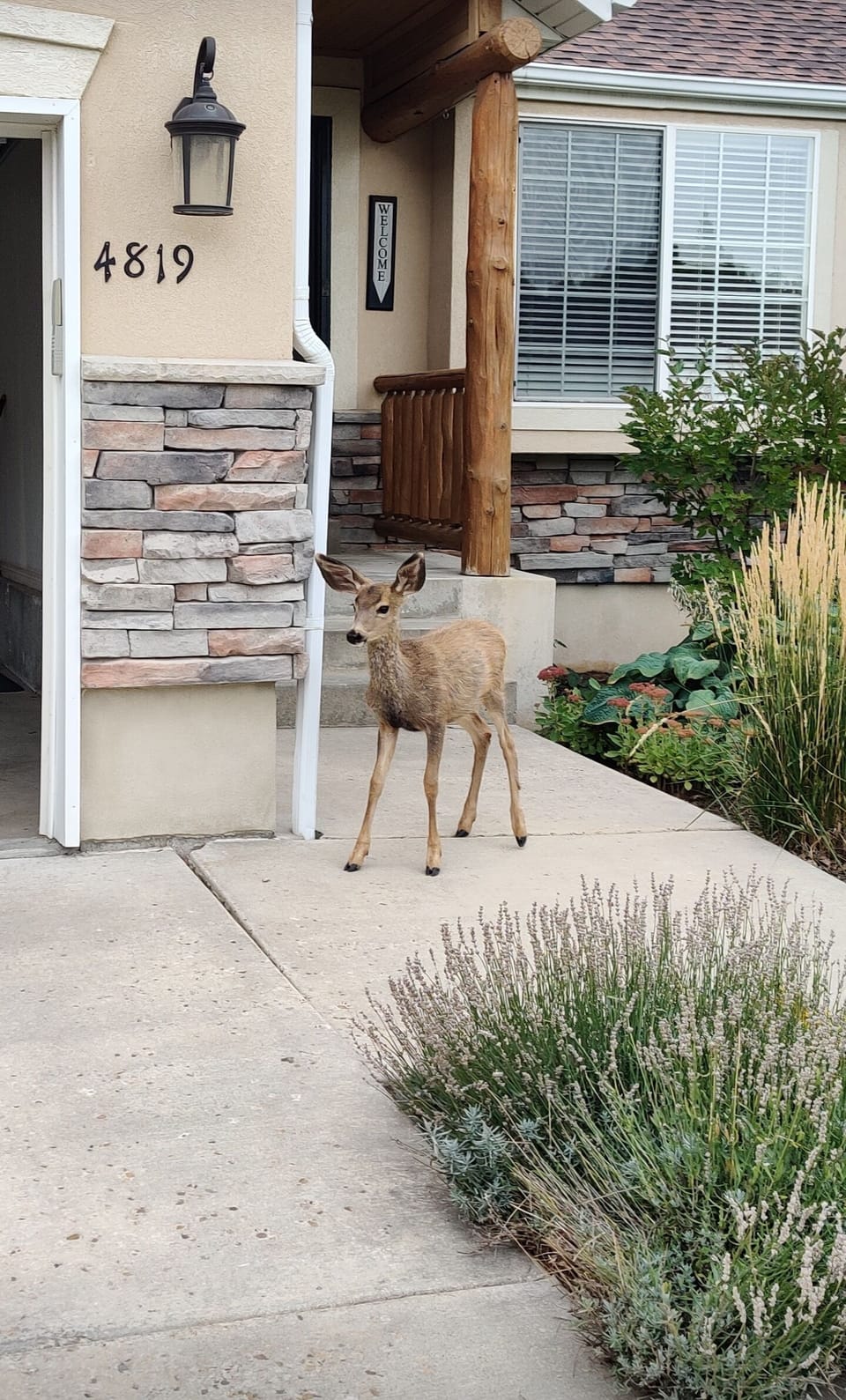 Spotting wildlife is a daily occurrence. This deer visited our front porch!