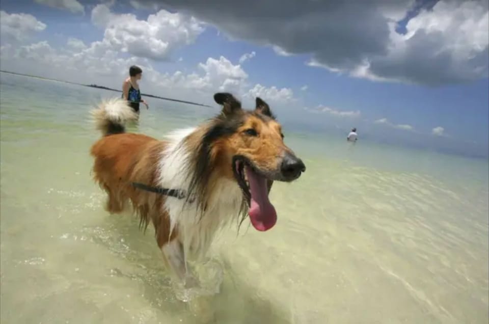 Pet friendly home - Dogs to remain outside