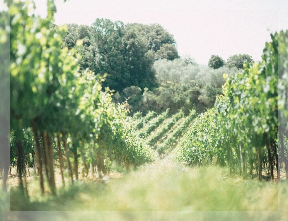Featuring "Vinyards" by Lauren Caroll Photography