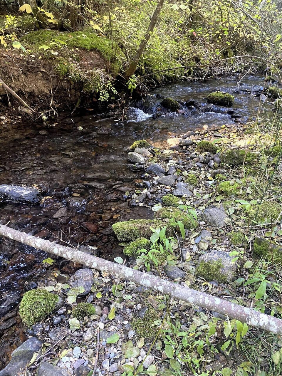 Stoner Creek flows year-round and fluctuates in depth and flow according to the season.