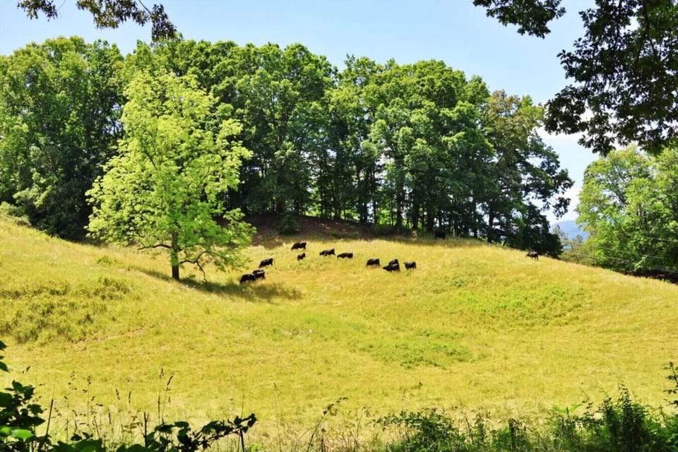 Peaceful pastoral views near the cabin