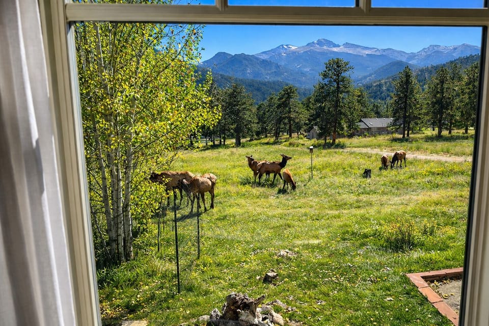 Watching elk through the living room window.