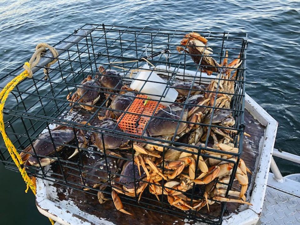 Crabbing at the bay