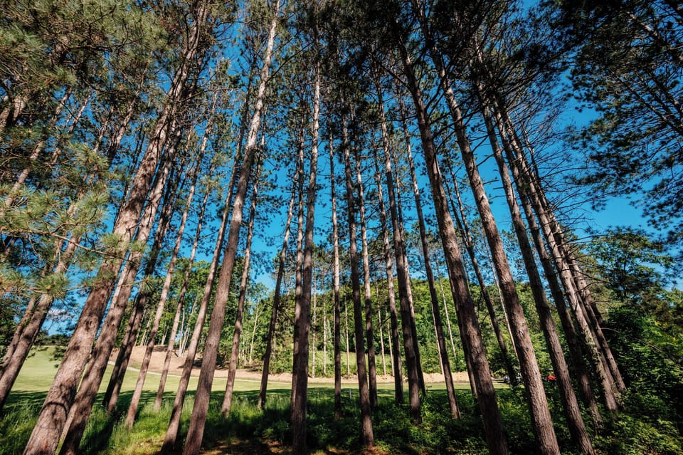 Towering pines stretch overhead, surrounding you in peaceful forest views.