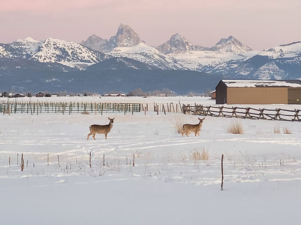 Deer and other animals frequently transit property