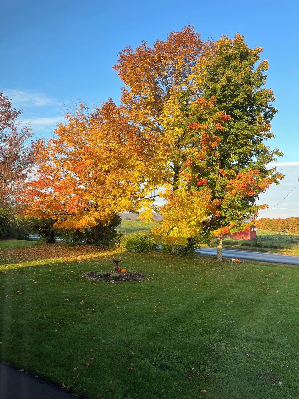 Fall foliage