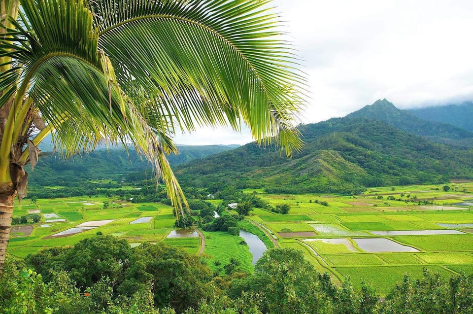 Kauai Taro Fields