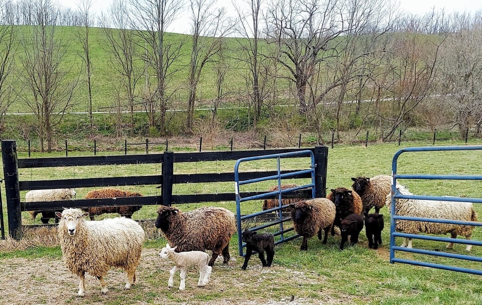 Sheep and lambs are a common site to see on our working farm.
