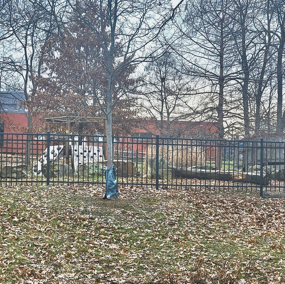 Dog Park