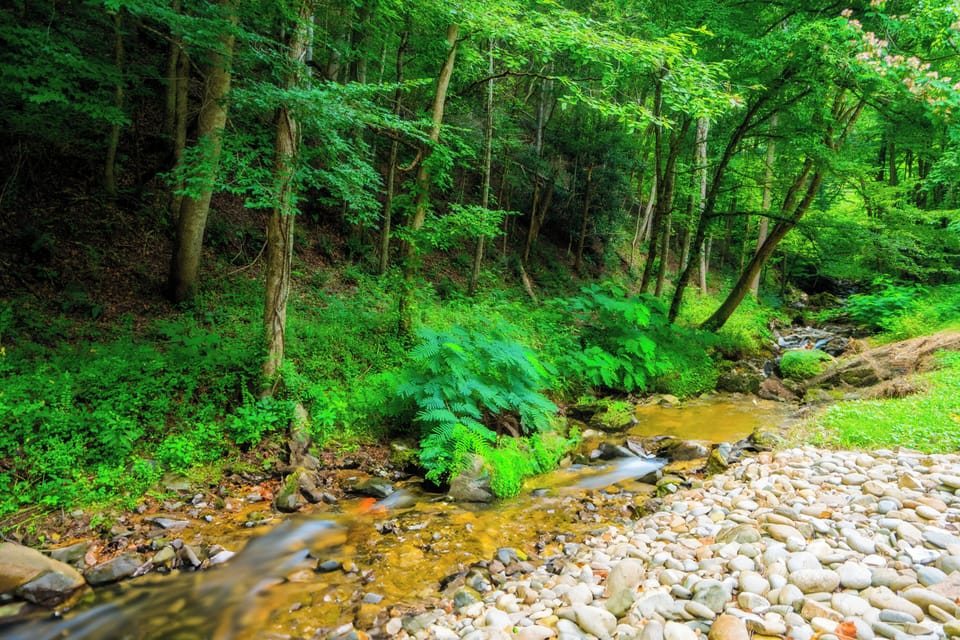 Creek views