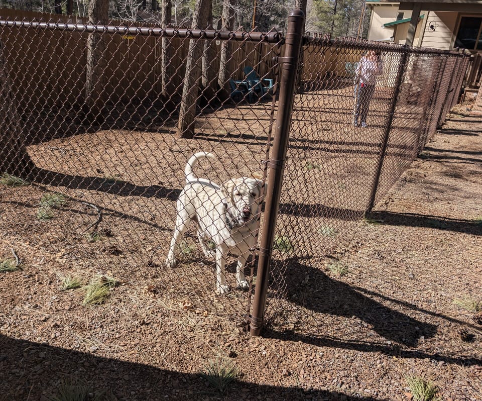 This lab loves the dog run!