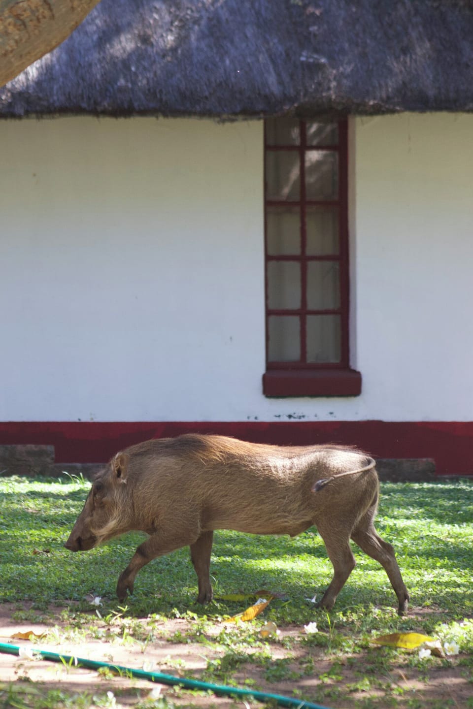 Game viewing