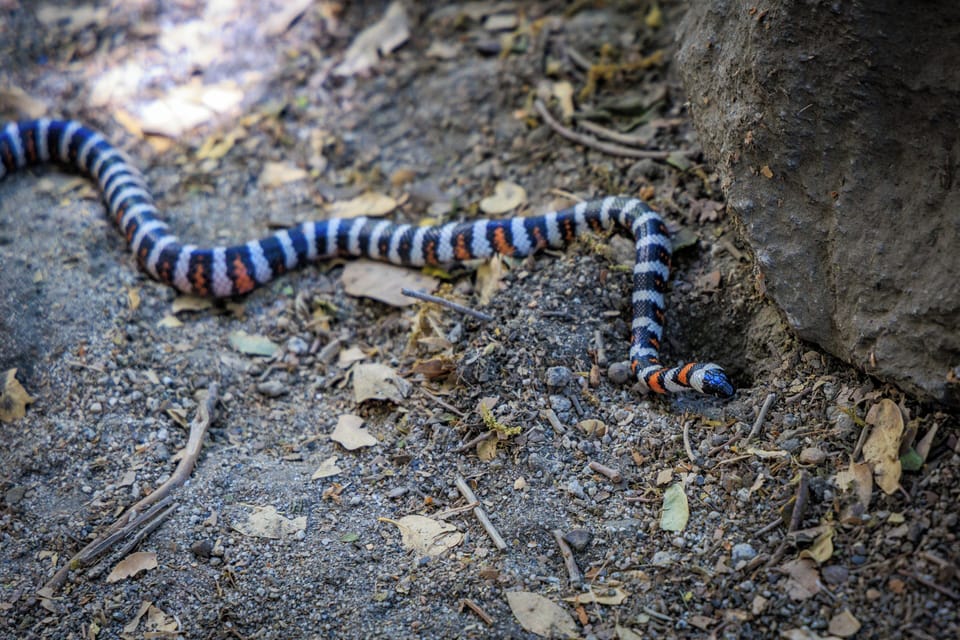 Sierra Mountain Kingsnake - Dave Richie