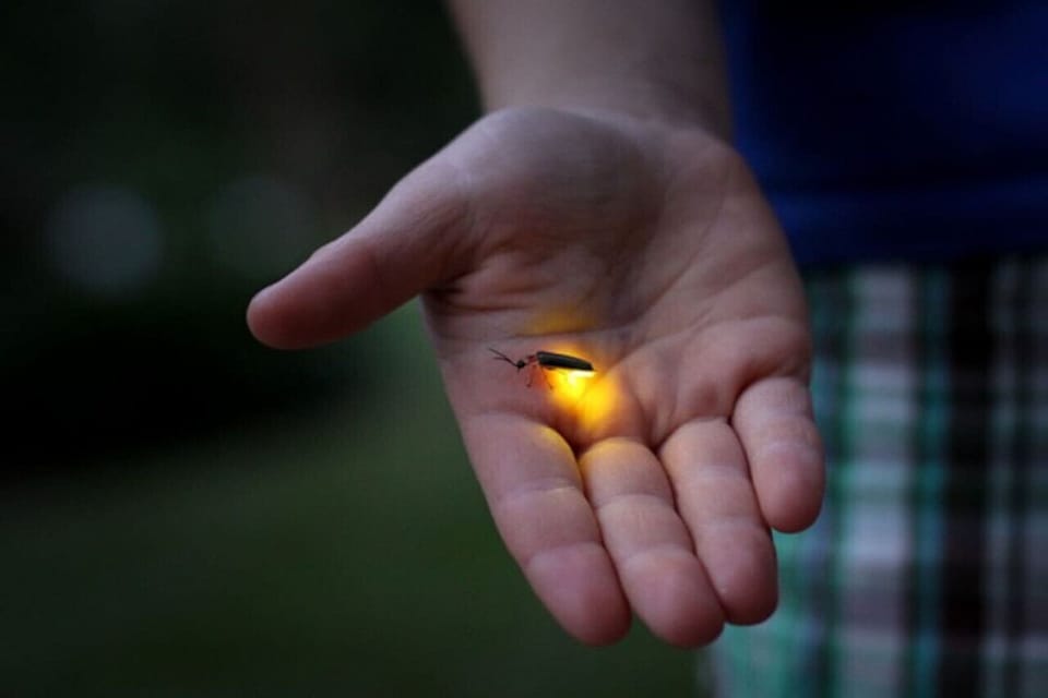 Fireflies bring a touch of magic to summer nights, reminiscent of Christmas lights, and are delightfully easy to catch.