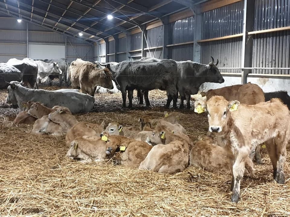 In the winter the cows are in the barn. From 21 April they are outside. They walk in the meadow and you can see them from the apartment.