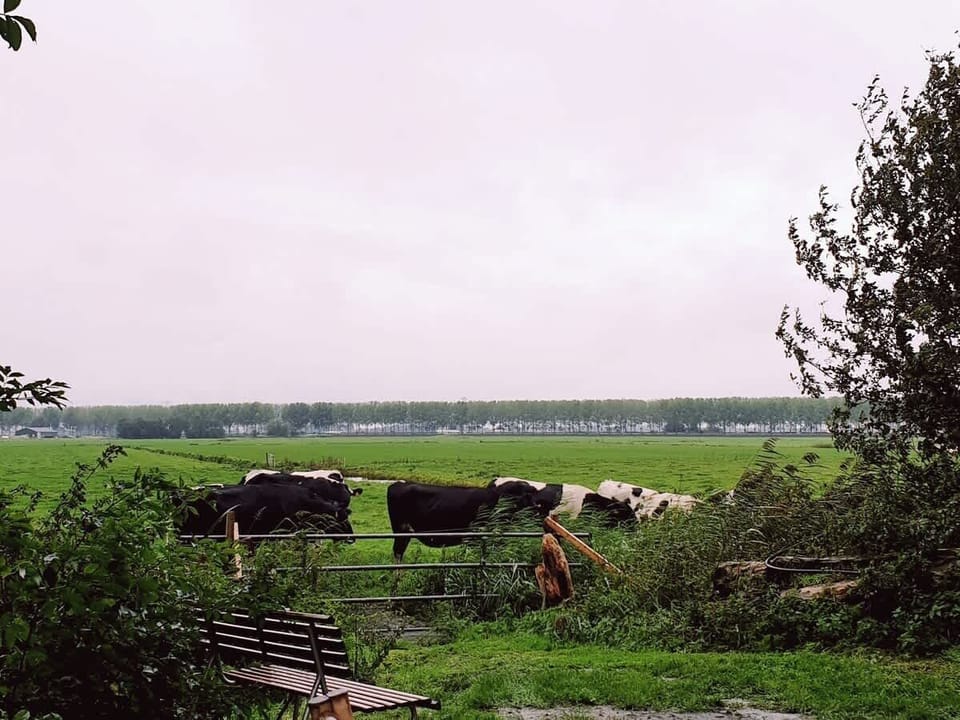 From about mid-April the cows are outside.