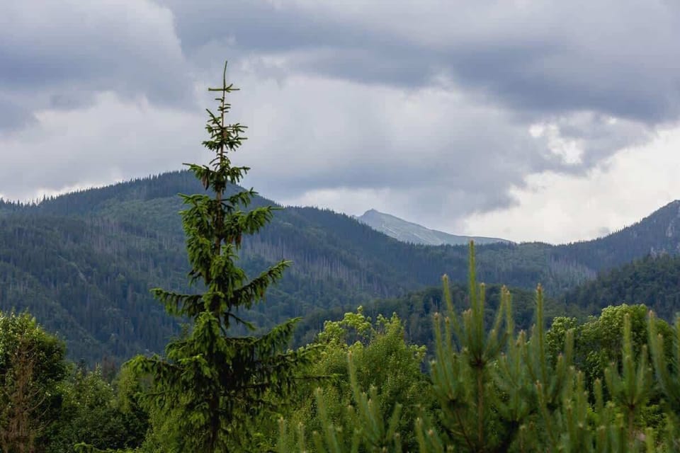 A scenic mountain view featuring evergreen trees and rolling hills under a cloudy sky, capturing the peaceful outdoor setting.