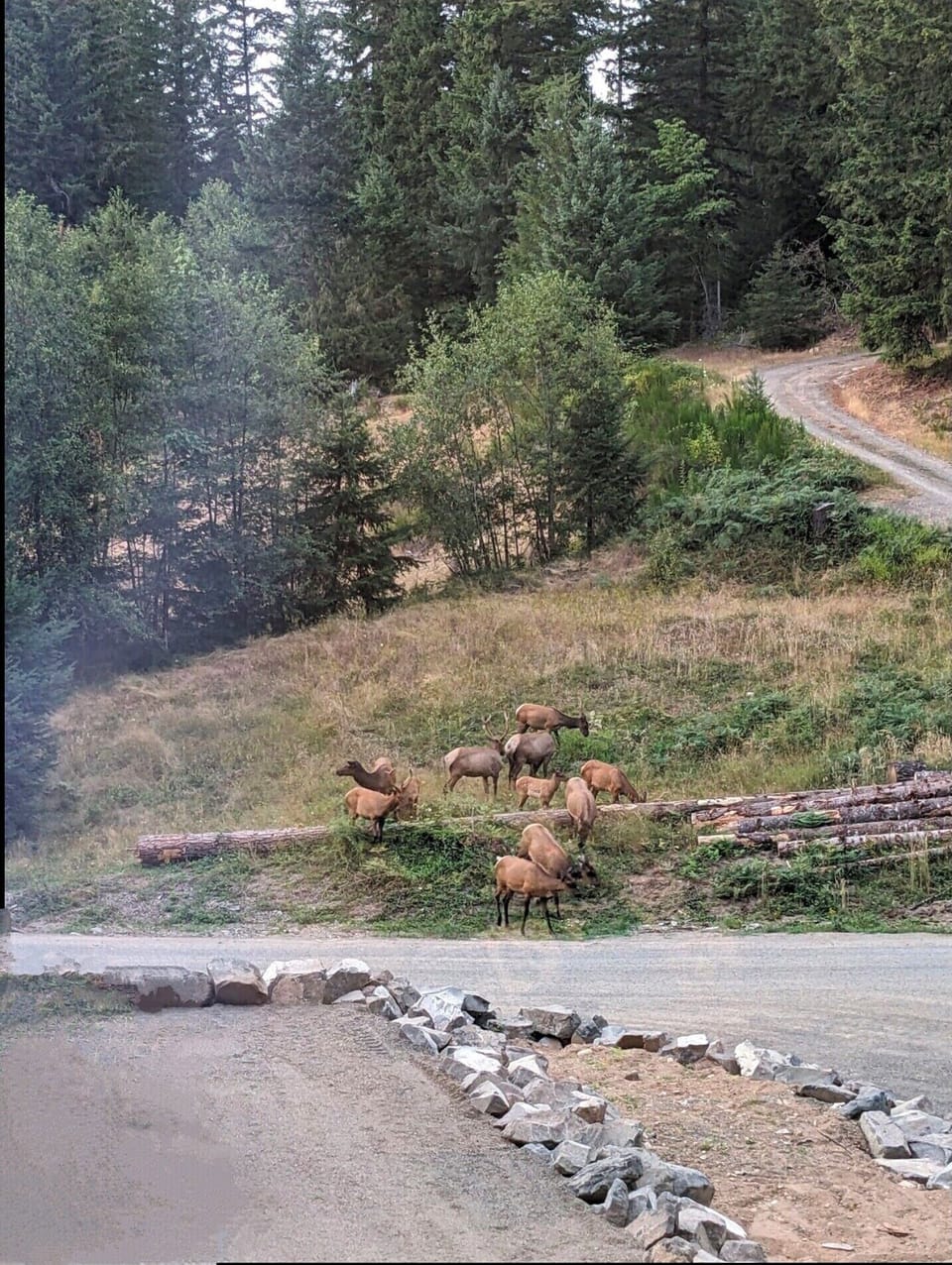 Neighborhood elk courtesy of Michele C. our first renter
