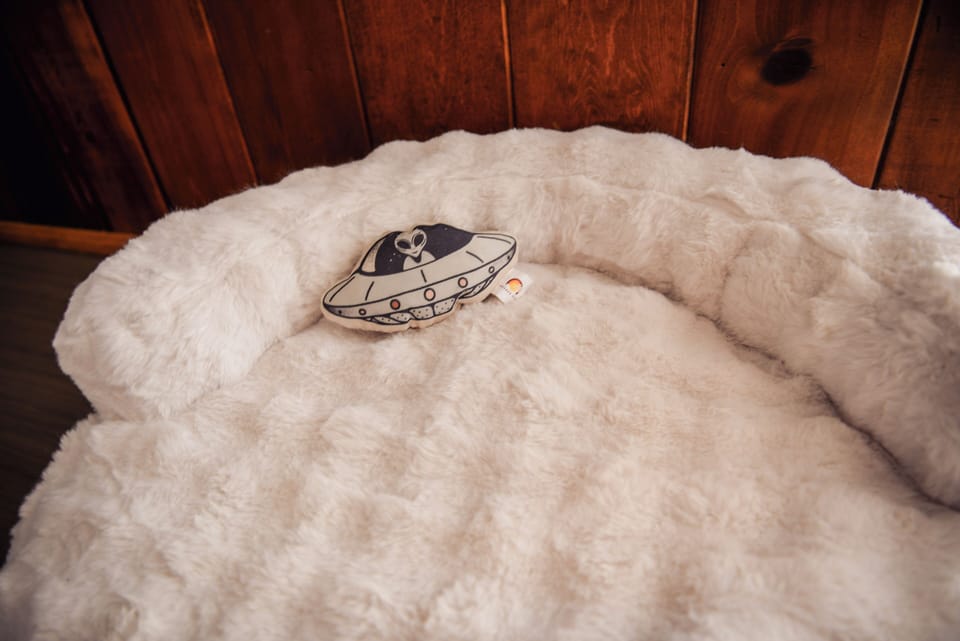 Dog bed and a 'Mojave Dog' dog toy for your 4 legged friends to take home. 