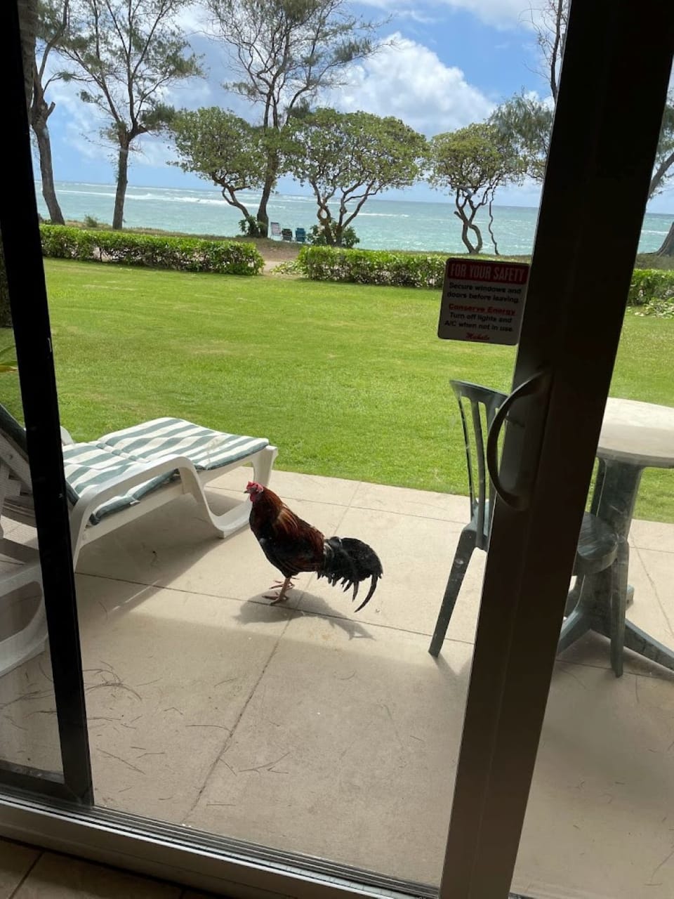 Even the chickens like to hang out for the view!