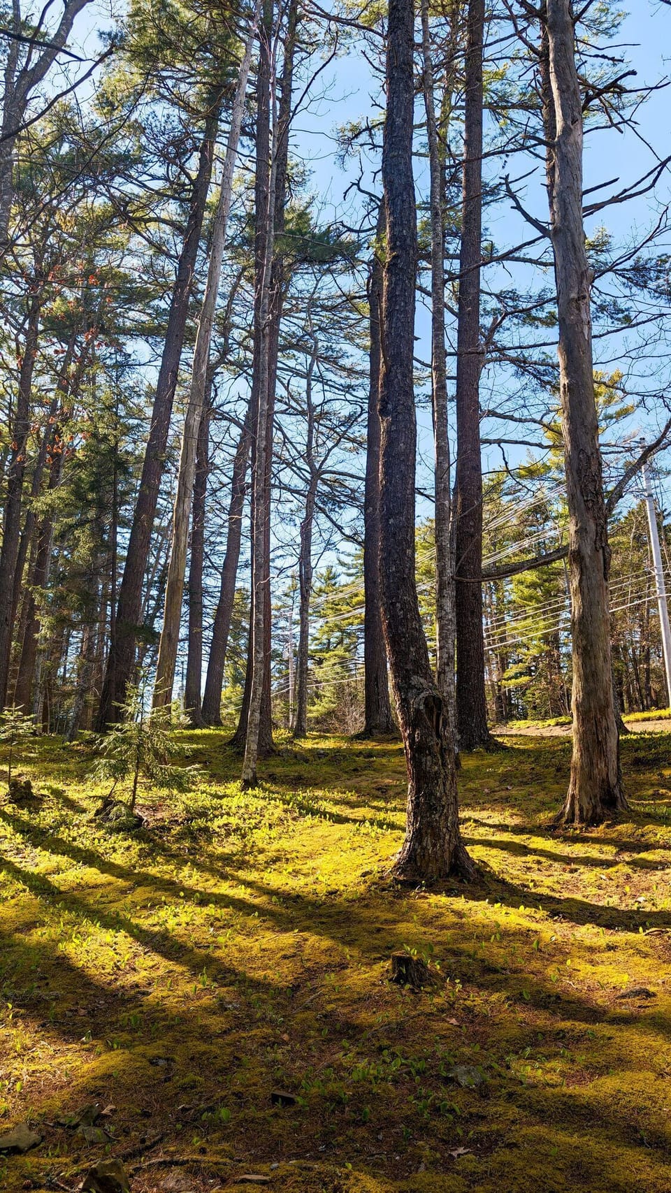 trees202