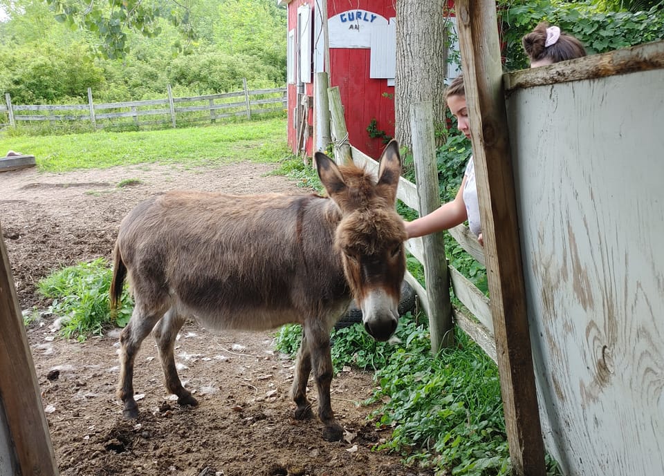Junior, one of our donkeys.