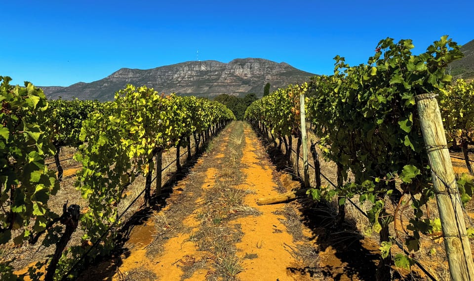 Groot Constantia Vineyard
