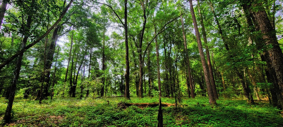 acres of woods and trails on property 
