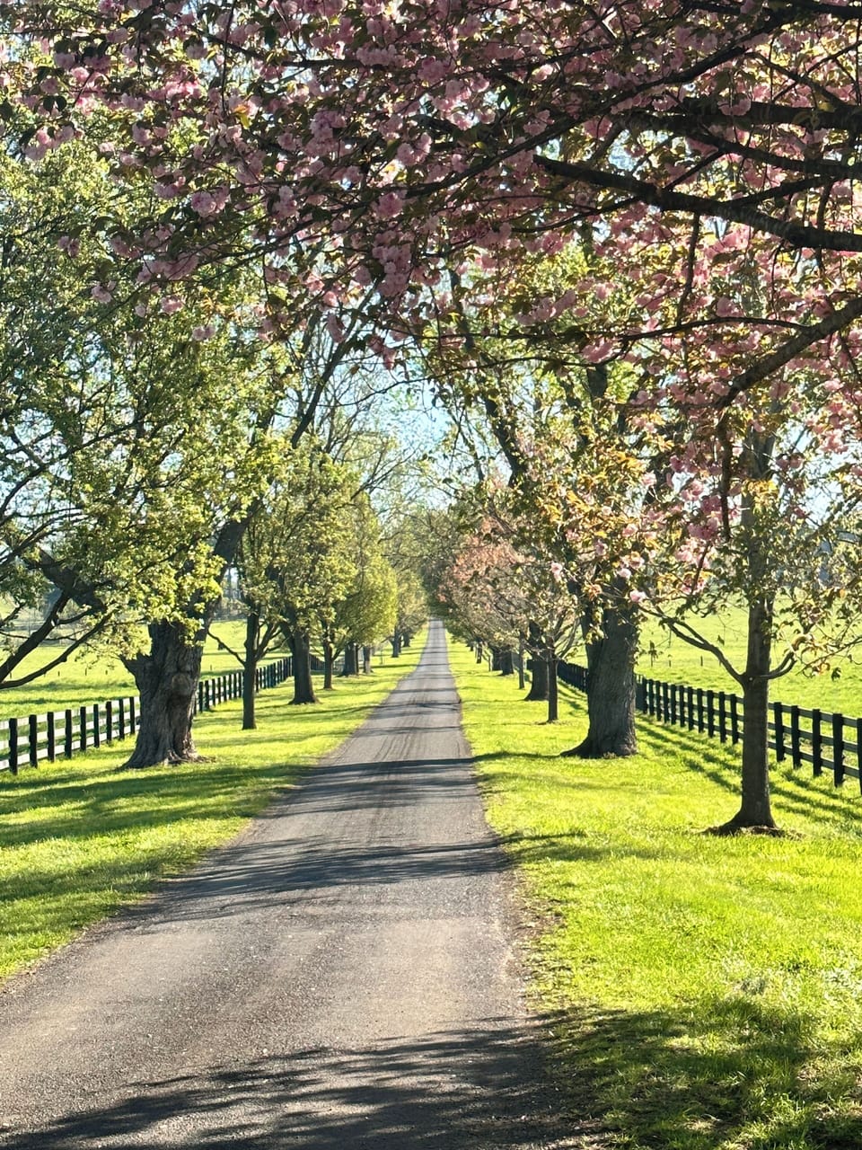 The long, tree lined lane that leads to the house. Great for walking!
