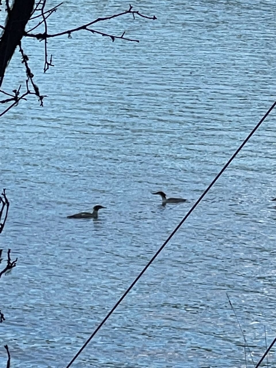 Mergansers