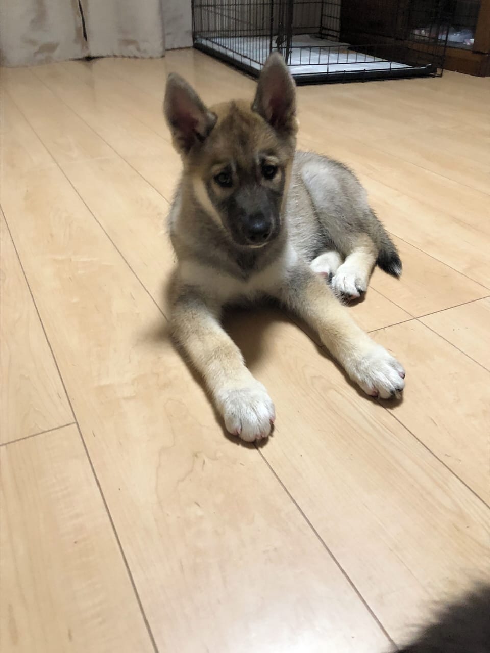 Pet-friendly