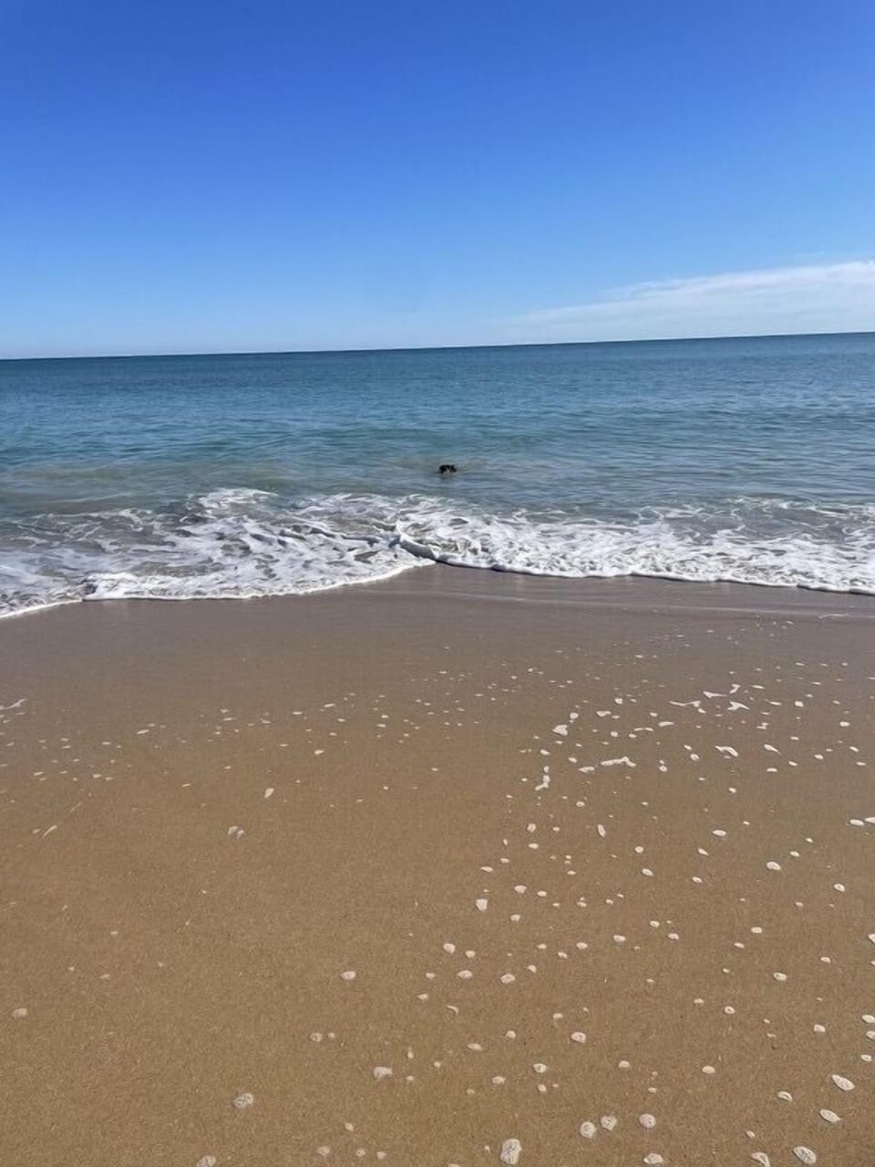 Dog friendly Beach. See Lola